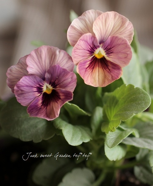 ビオラ　viola 年末年始1月3日まで限定出品 数量限定であのビオラが入荷しました✨ 石川園芸さんroka's violaの