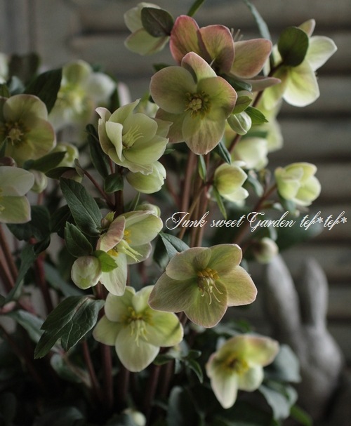 クリスマスローズ 『スノーダンス』 | すべての商品 | | Junk sweet