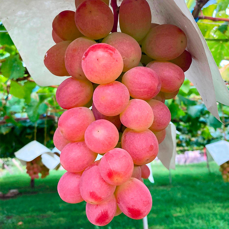 新品種!!華やかな香りの赤いシャインマスカット「種なしサンシャイン