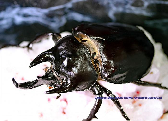 2017年WILDからの待望の新成虫 エクアドル産・レックスゾウカブト WF1