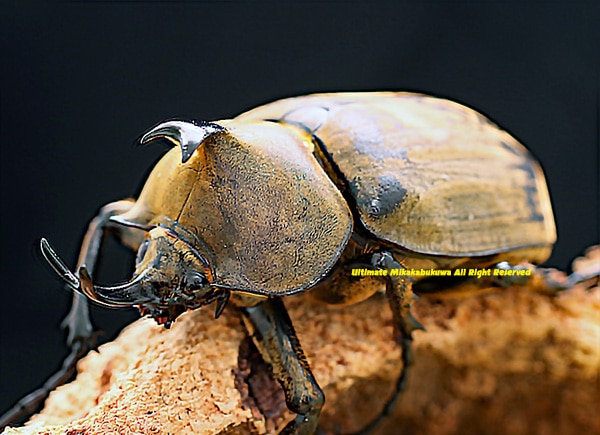 2016年WILDから累代継続中 新産地レジストロ産 2021年9月初旬孵化 WF3