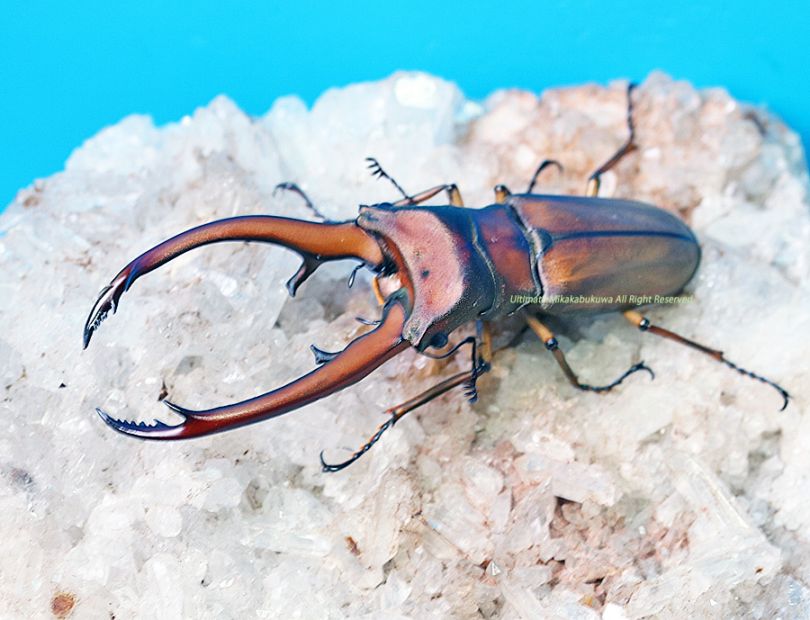 超貴重】トゥルンカートゥスホソアカ81.5㎜ 昆虫標本 超貴重】トゥルン