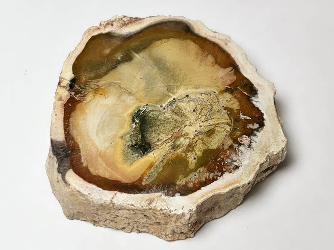 マダガスカル産 ペトリファイドウッド ( 珪化木 ) スライス