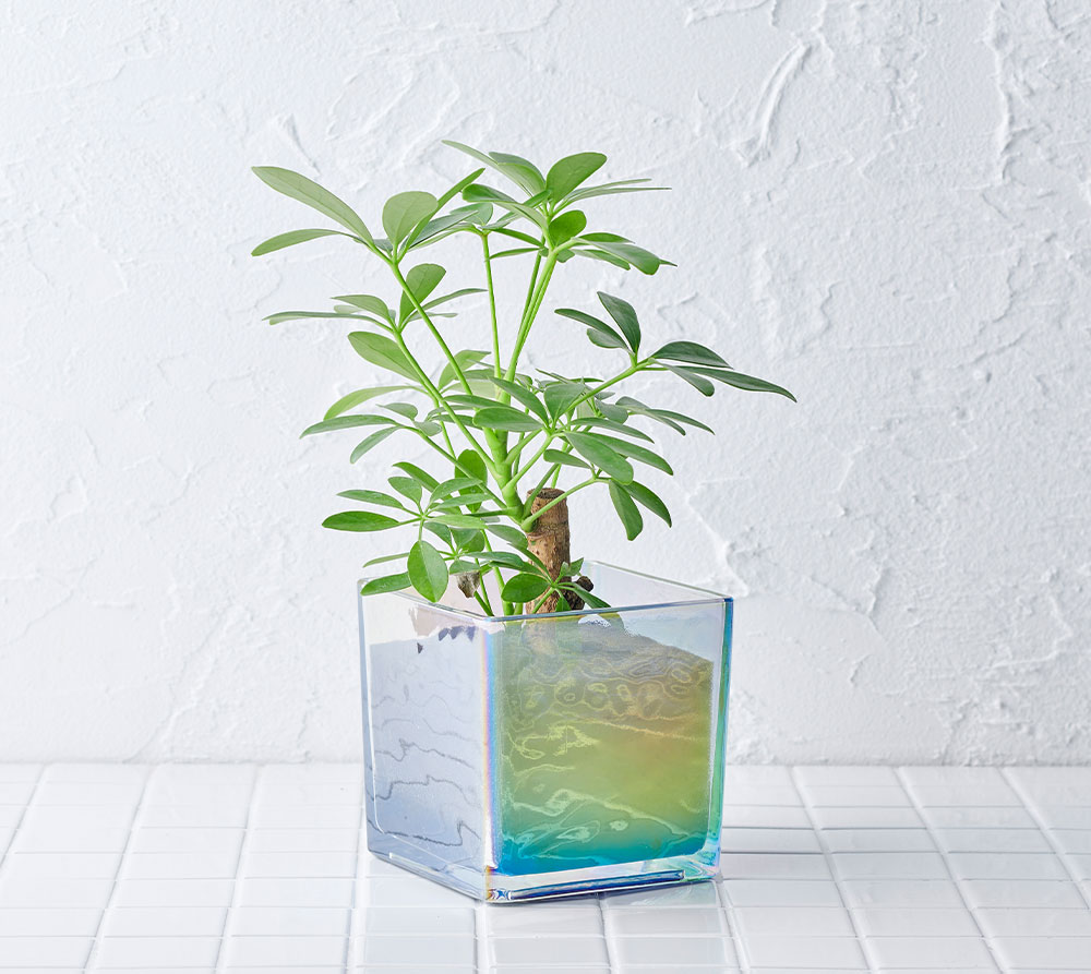 well plants シェフレラ キューブオーロラグラス | 花・観葉植物,well