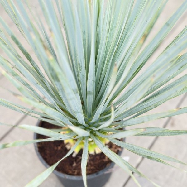 おしゃれ 観葉植物：ユッカ ロストラータ*8号 Yucca rostrata | 観葉