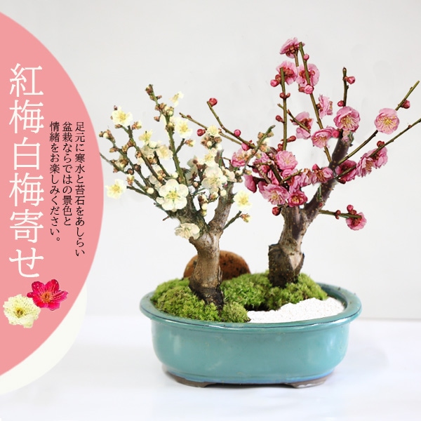 梅盆栽：紅梅白梅寄せ*＜瀬戸焼楕円緑鉢＞苔＆寒石＆石付き（2026年