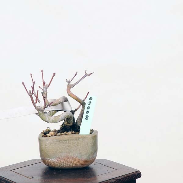 ミニ盆栽：山紅葉 現品*山もみじ モミジ Momiji | すべての商品 | 遊恵