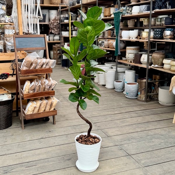 Jonald ⚠追加有り❗️】フィカスカシワバゴムノキ10号鉢② Jonald 様