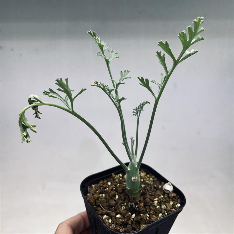 コーデックス：ペラルゴニウム クリズミフォリウム*葉幅12cm