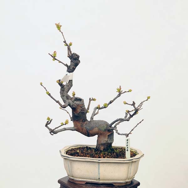 中品盆栽：花梨(かりん)*現品 カリン Karin | すべての商品 | 遊恵盆栽