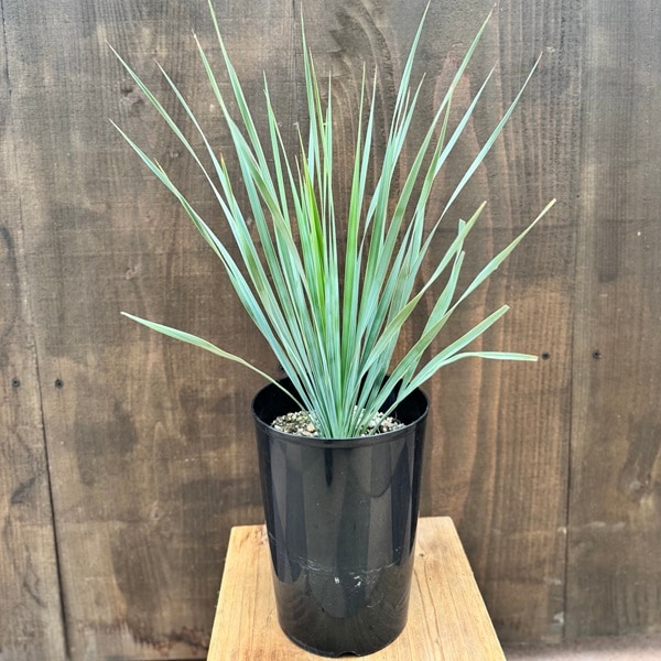おしゃれ 観葉植物 苗：ユッカ ロストラータ*5号 Yucca rostrata