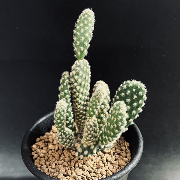 ウチワサボテン：ゴールデンバニー*幅5.5cm | サボテン＆多肉植物