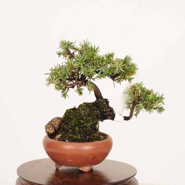 盆栽 特選：杜松(としょう) 現品*トショウ Juniperus rigida Tosyo
