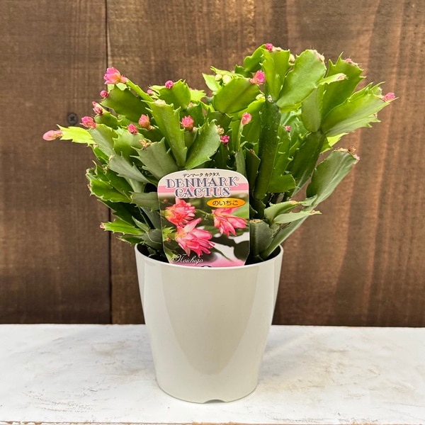 おしゃれ 観葉植物 選べる：デンマークカクタス コンペイト