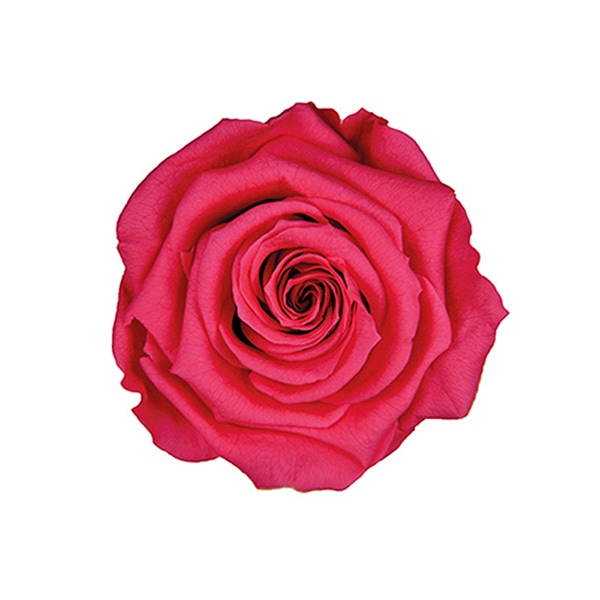 プリザーブドフラワー 『フレッシュルックスタンダードローズ 6輪