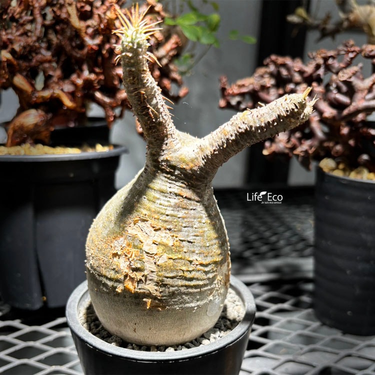 塊根植物【一点物】パキポディウム・グラキリス / 幹幅約7cm×高さ22cm