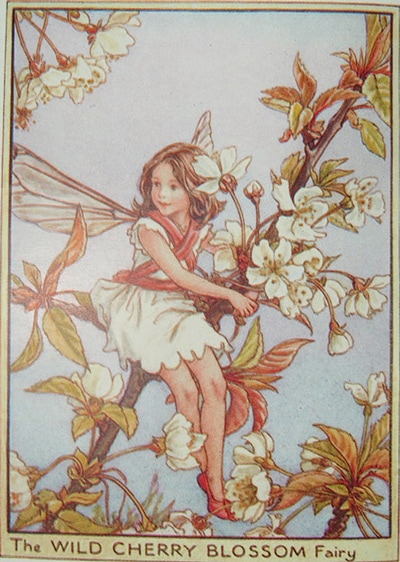 シシリー・メアリー・バーカー 挿画本「花の妖精・木」 | | アトリエ