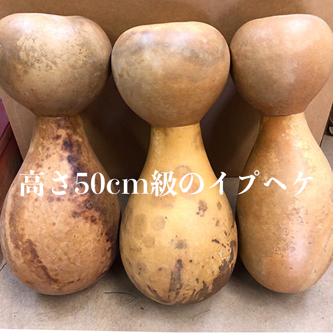 イプヘケ 高さ50cm前後 胴回り65cm前後 Ipu heke【アロハギフトのフラ