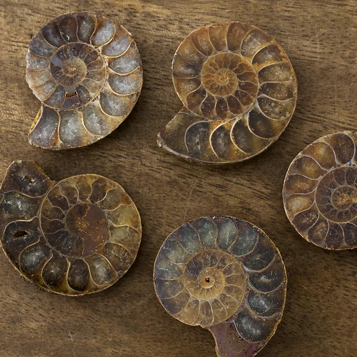 在庫限り】アンモナイト（化石）横穴 右回り/ブラウン L | ・天然石