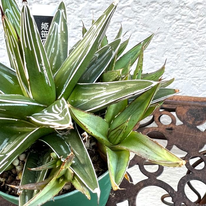 アガベ 姫笹の雪 7cmポット苗 観葉植物 greenery