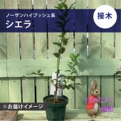 ブルーベリー サザンハイブッシュ系 オニール（接木苗）4.5～5号｜果樹