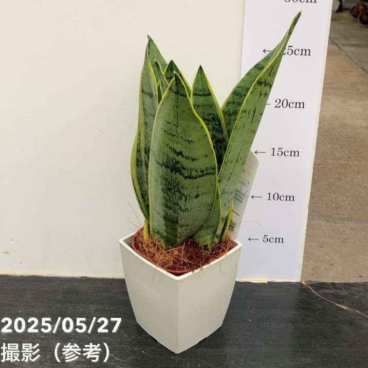 サンスベリア 3.5号 ホワイトスノー 白プラ鉢仕様｜観葉02-D2 | 観葉