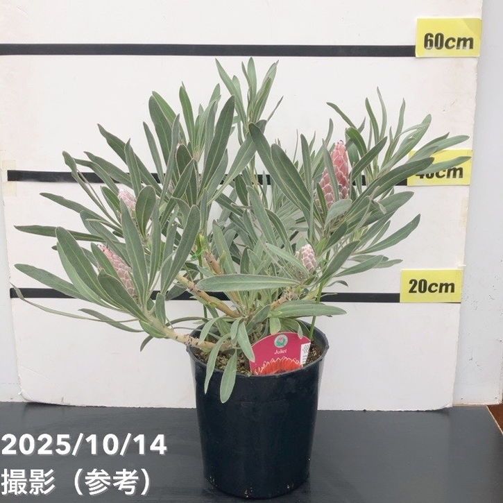 花木・庭木,[オージープランツ]の購入なら赤塚植物園オンライン 花の音