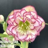 お買い得一点物咲き進み株】加藤農園 クリスマスローズ アフロディーテ