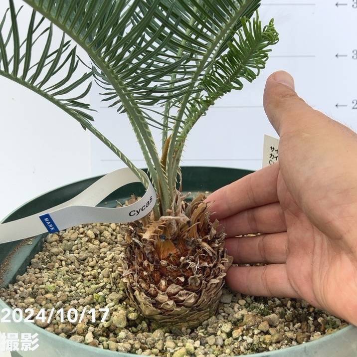 激レア！現品お届け】サイカス カイルンシアナ（ブルーソテツ）8号