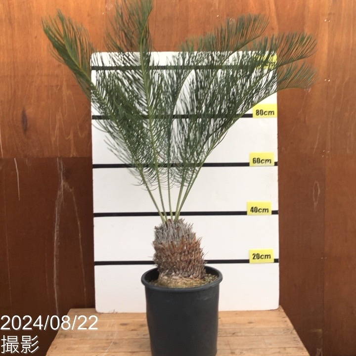 激レア！現品お届け】サイカス カイルンシアナ（ブルーソテツ）9号大鉢