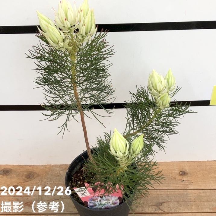 セルリア ブラッシングブライド 5号｜花木10-TU | 花木・庭木,[珍しい