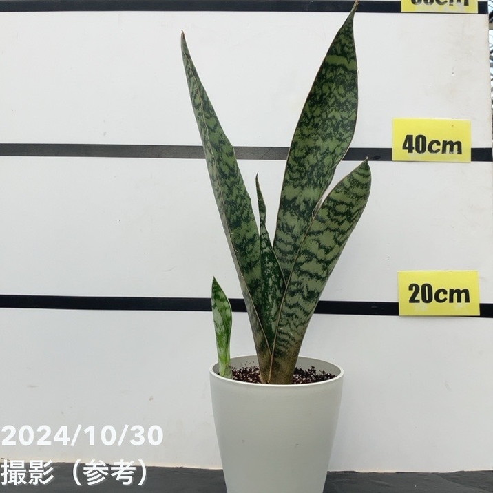 現品お届け】サンスベリア 5号 アブリティアナ 白プラ鉢仕様（子株付き