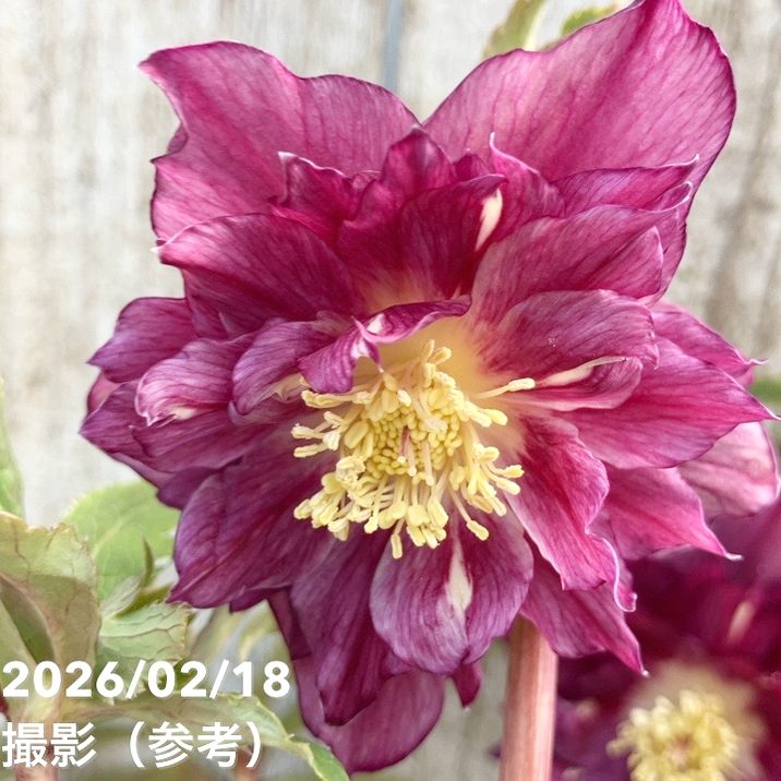 一点物】広瀬園芸 クリスマスローズ 4.5号（HR36）｜山野04-PA | 草花