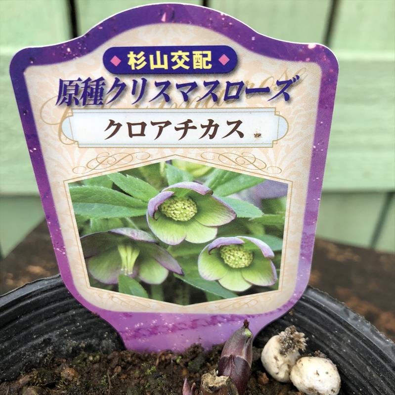 クリスマスローズ 原種 クロアチカス 5号ポット｜山野04-PA | 草花