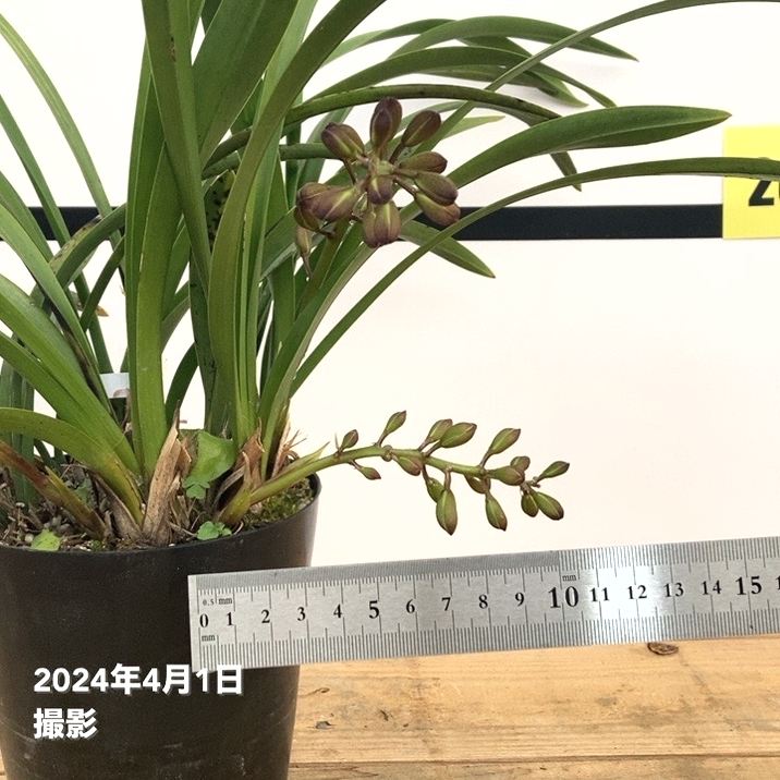 限定2鉢】＜まもなく開花～開花中 花芽5個＞キンリョウヘン 4号（原種