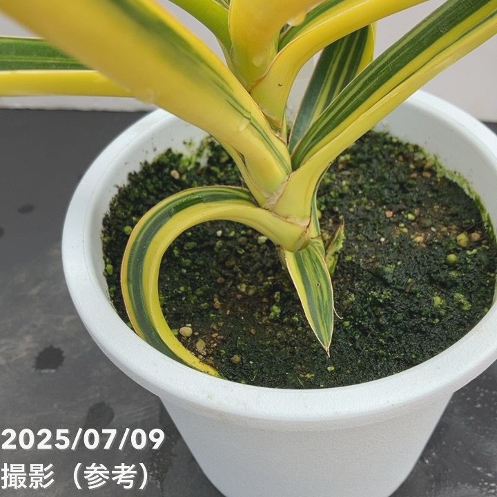 現品お届け】サンスベリア 5号 SP Hyb 斑入り 大株 白プラ鉢（S115