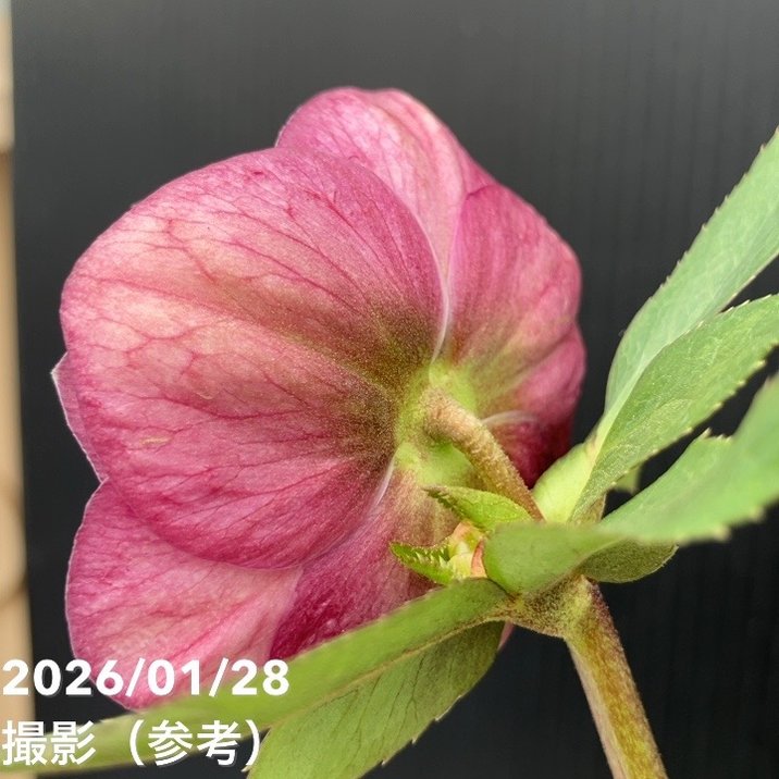 お買い得一点物咲き進み株】加藤農園 艶々系クリスマスローズ キラメキ