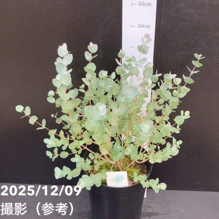 ユーカリグニー 6号｜花木10-TU | 花木・庭木,[記念樹・シンボルツリー