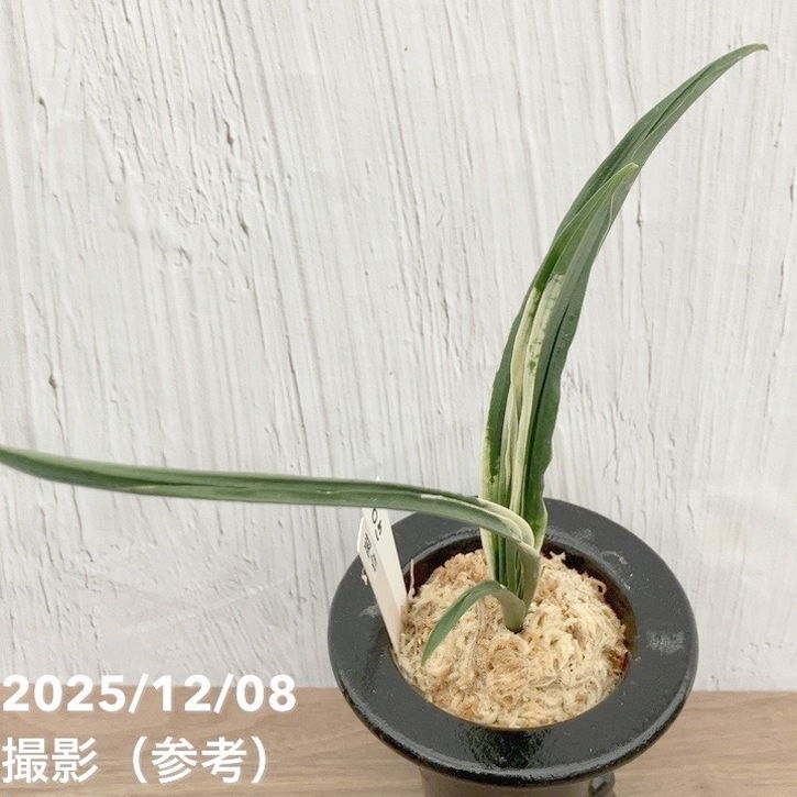 現品お届け】豊明園 万年青 オモト 関白 陶器鉢（O15）｜観葉10-TU