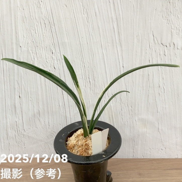 現品お届け】豊明園 万年青 オモト 関白 陶器鉢（O15）｜観葉10-TU