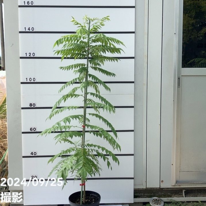 数量限定】カレーの木 カレーリーフ 特大8号スリット鉢｜s200｜草花10