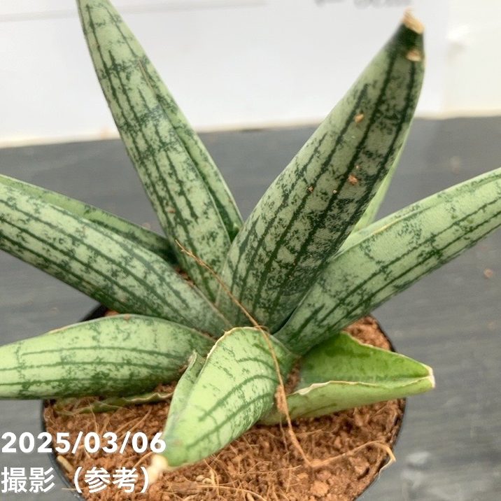 サンスベリア 3号角鉢 ヘリオスドワーフHelios Dwarf 6-7cmポット