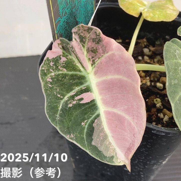現品お届け】アロカシア ブラックベルベット 斑入り Alocasia Black