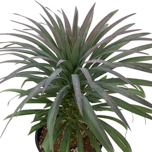 ユッカ 8号 デスメティアーナ（Yucca desmetiana）｜花木01-D1 | 赤塚