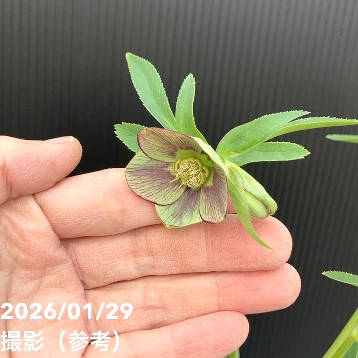 一点物】横山園芸 クリスマスローズ ベビードール（プチドール） 4.5号