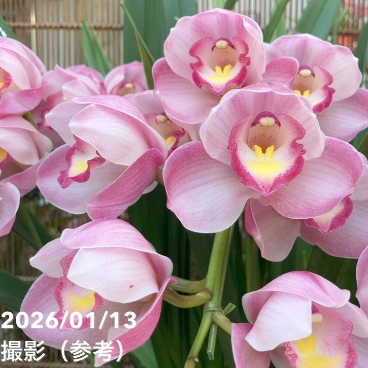 シンビジューム アーチ 7号陶器鉢 3本立 リボンの騎士 リボンノキシ