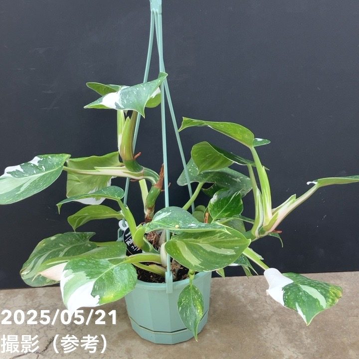 フィロデンドロン ホワイトプリンセス 5号吊り鉢仕様｜観葉10-TU