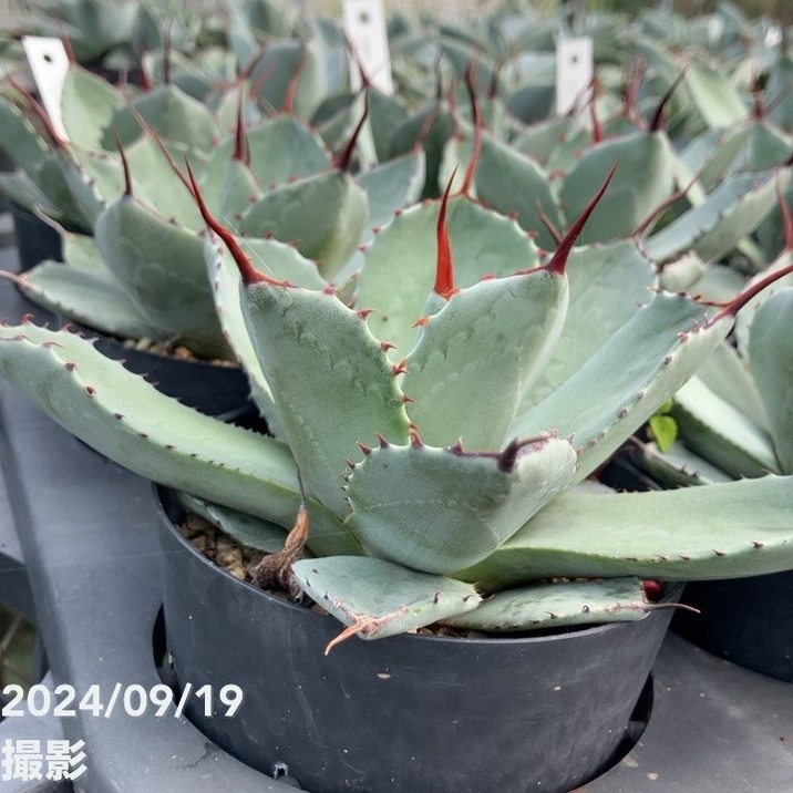 アガベ 3.5号 パリー トランカータ parryi truncata｜観葉01-D1 | 観葉