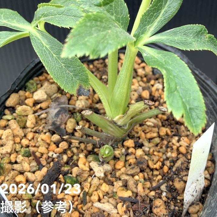 一点物】加藤農園 クリスマスローズ ホワイトアフロディーテ 4.5号