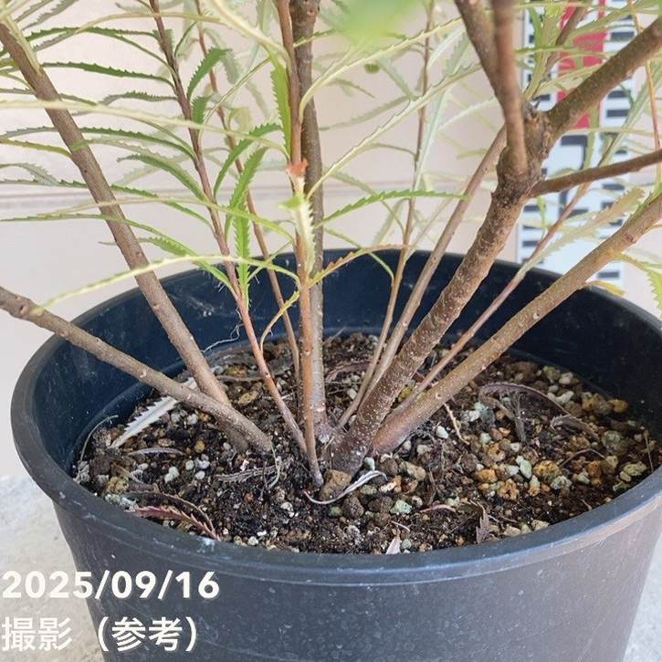 バンクシア スピヌロサ ヘアピンバンクシア 7号｜花木04-PA | 花木